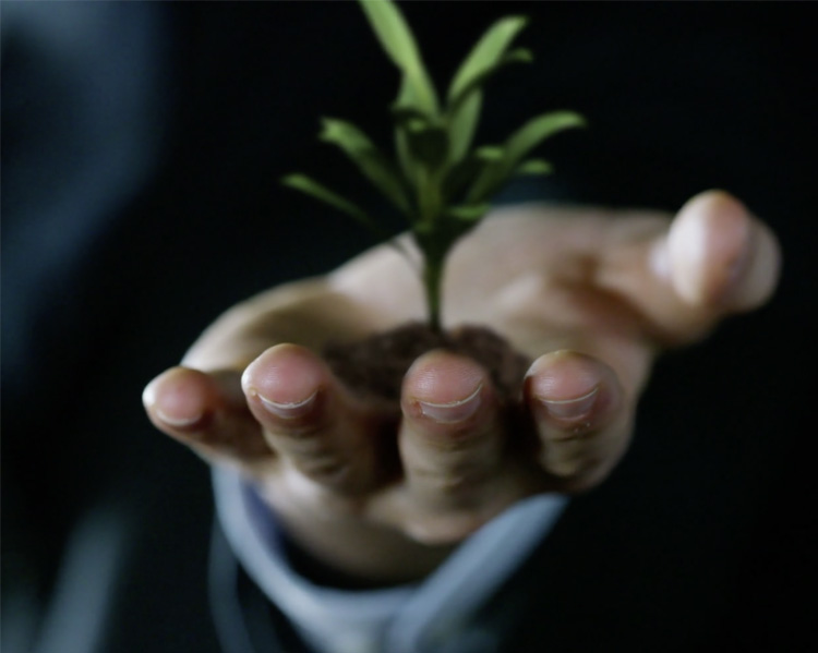 growing plant in hand